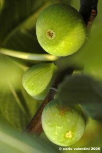 fichi02