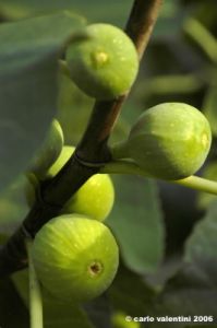 fichi03