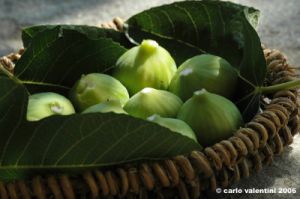 fichi07