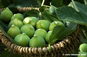 fichi17