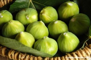 fichi18