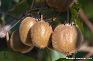 frutta_kiwi1