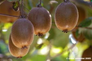 frutta_kiwi4