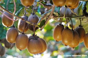 frutta_kiwi6
