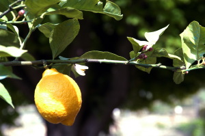 limone