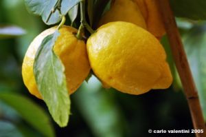 limone1