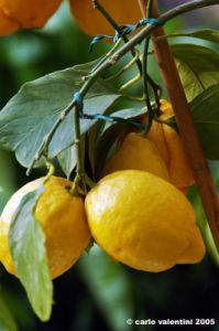 limone2