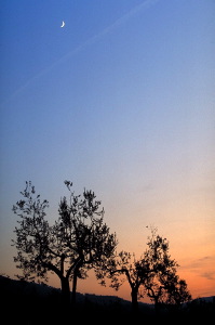 IMG0006_0186