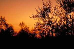 IMG0009_0186