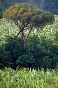 vigna178_07
