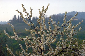 primavera61_22