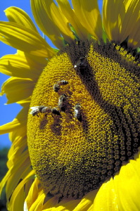 girasole210_02