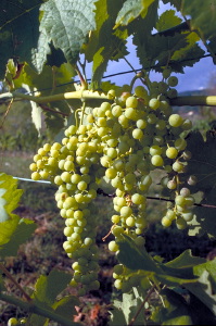 IMG0066_0186