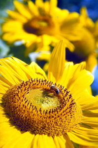 girasole210_06