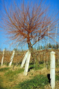 vigna14_27