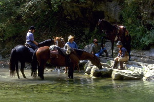 PCD1950_15
