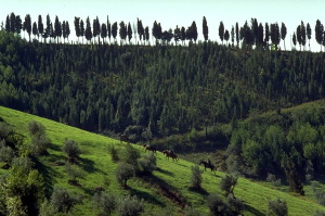 volterra1007_10