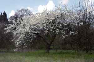 alberi_fioriti05_040327