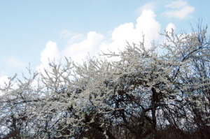 alberi_fioriti14_040327