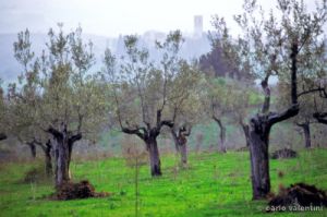 badia_coltibuono202_19