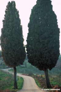badia_passignano939_49