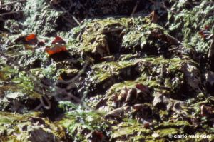 bagni_san_filippo387_21
