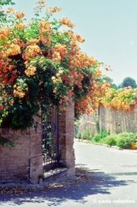 bolgheri861_28
