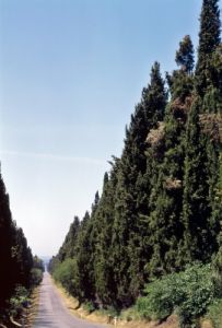 bolgheri900709a69