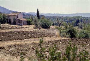 bolgheri900709n69