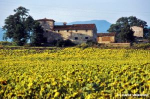 borgo_san_lorenzo311_50