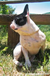 buldog_francese1