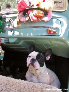 buldog_francese2