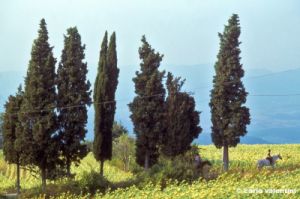 buonsollazzo994_03