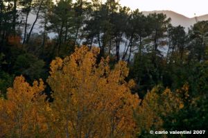 carbonile001