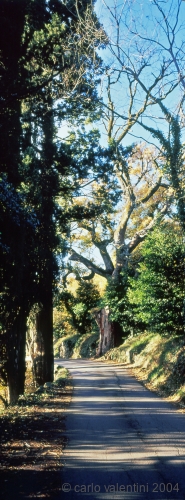 casentino99_533