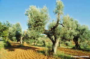castagneto_carducci296_04
