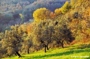 cercina221_34