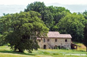 cetona3