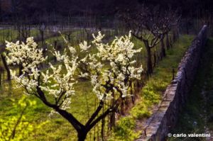 chianti237_22