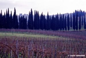 chianti850104a69