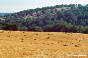 cinigiano974_26