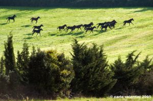 civitella_belagaio088