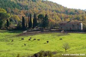 civitella_belagaio108