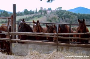 civitella_belagaio115