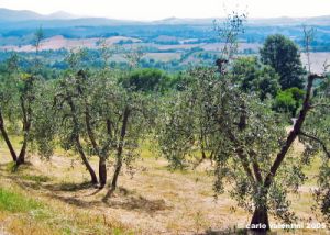 civitella_marittima3