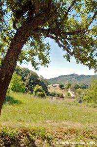 cornacchino01_050702