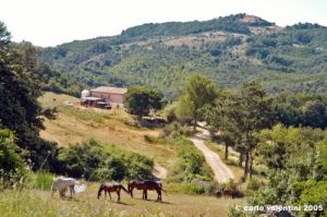 cornacchino02_050702