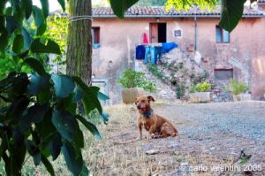 cornacchino038