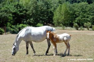 cornacchino06_050702