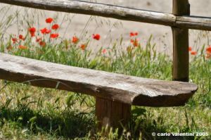 cornacchino07_050703